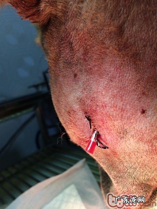 一例松狮狗耳孔比较严重溃烂的应急处置