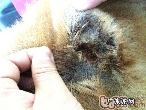 一例松狮狗耳孔比较严重溃烂的应急处置