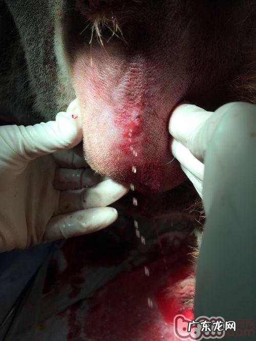 一例松狮狗耳孔比较严重溃烂的应急处置
