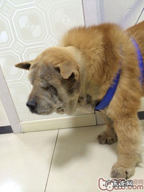 一例松狮狗耳孔比较严重溃烂的应急处置