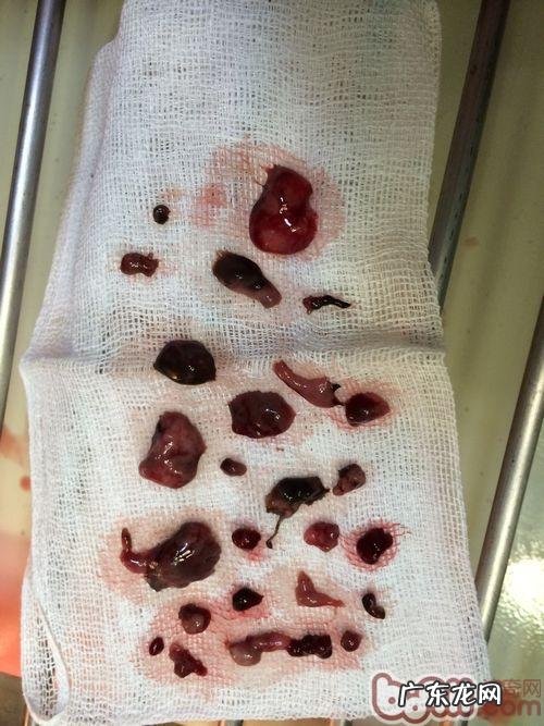 一例松狮狗耳孔比较严重溃烂的应急处置