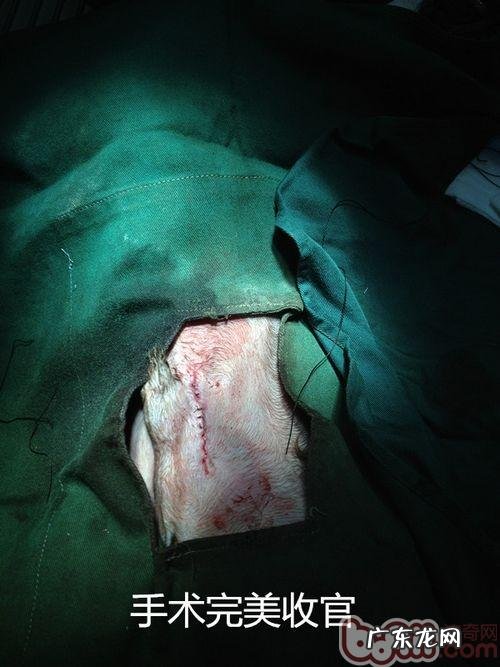 一例公犬隐睾手术