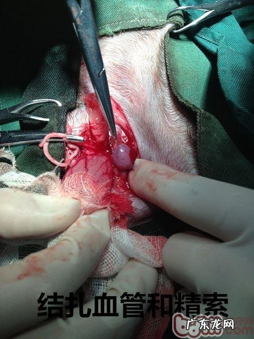一例公犬隐睾手术