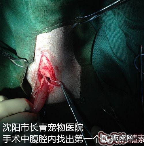 一例公犬隐睾手术