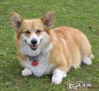 狗狗爪子肿胀是什么原因