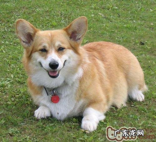 狗狗爪子肿胀是什么原因