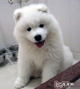 狗狗舌头发白是怎么回事