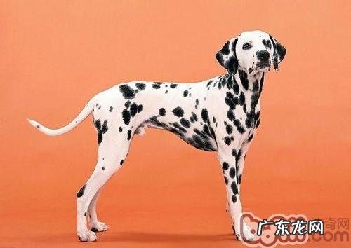 宠物犬牙松该怎么保养