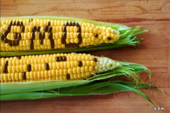 转基因食品对人的危害 对转基因食品安全的看法