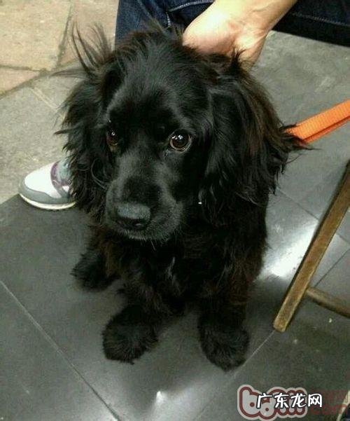 什么小狗病症易被主人家忽略