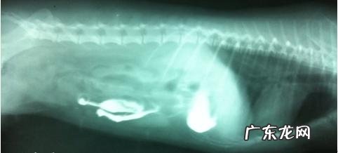 一例小宠物肠梗堵的经典案例