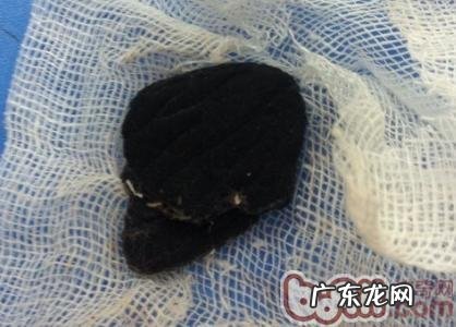 一例小宠物肠梗堵的经典案例