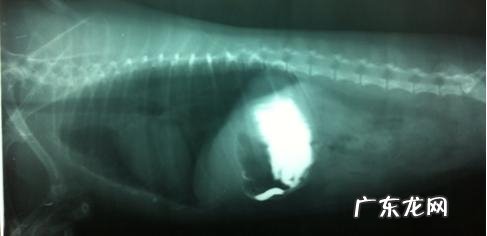 一例小宠物肠梗堵的经典案例
