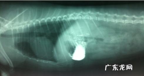 一例小宠物肠梗堵的经典案例