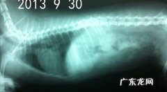 一例小宠物肠梗堵的经典案例