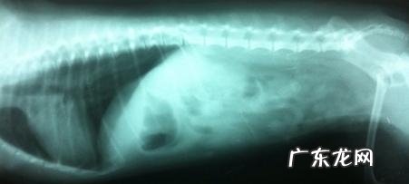 一例小宠物肠梗堵的经典案例