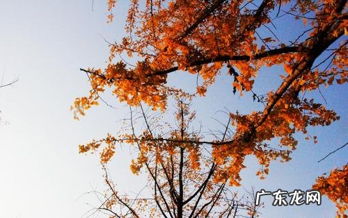 初冬的句子短句唯美朋友圈 【抖音文案】深秋初冬的句子短句唯美