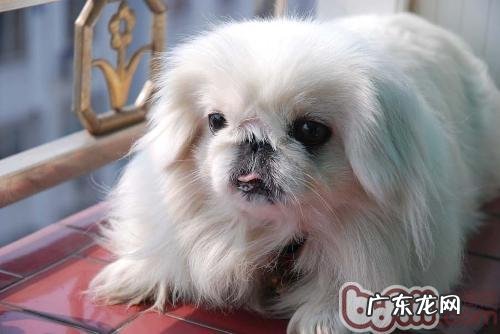 狗狗拉肚子的常见问题