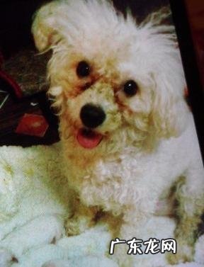 小宠物泪腺堵塞病症和治疗方法