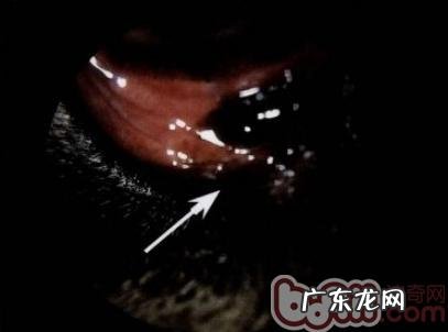 小宠物泪腺堵塞病症和治疗方法