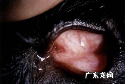 小宠物泪腺堵塞病症和治疗方法