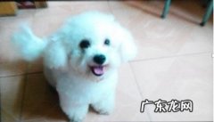 小宠物泪腺堵塞病症和治疗方法