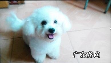 小宠物泪腺堵塞病症和治疗方法