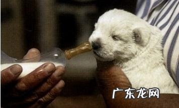 如何照料将要生产制造的萌宠