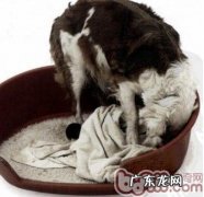 如何照料将要生产制造的萌宠