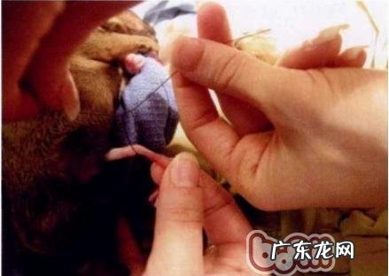 如何照料将要生产制造的萌宠