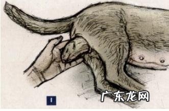 如何照料将要生产制造的萌宠