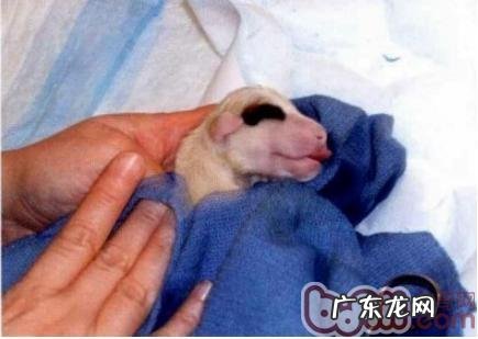 如何照料将要生产制造的萌宠