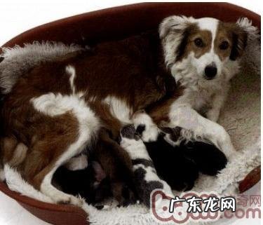 如何照料将要生产制造的萌宠