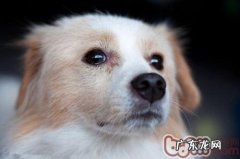 冬天小狗必须防止的病原体病症