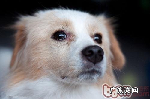 冬天小狗必须防止的病原体病症