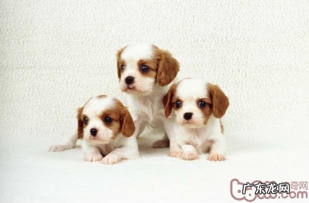 分析小狗流鼻血原因