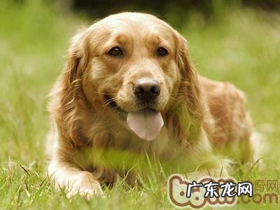 狗狗假孕的缘故及病症