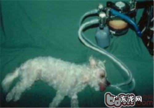 探讨小宠物呼吸麻醉