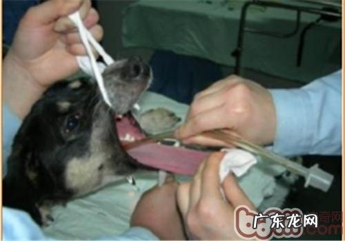 探讨小宠物呼吸麻醉