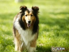 小狗胃肠病症的常见症状