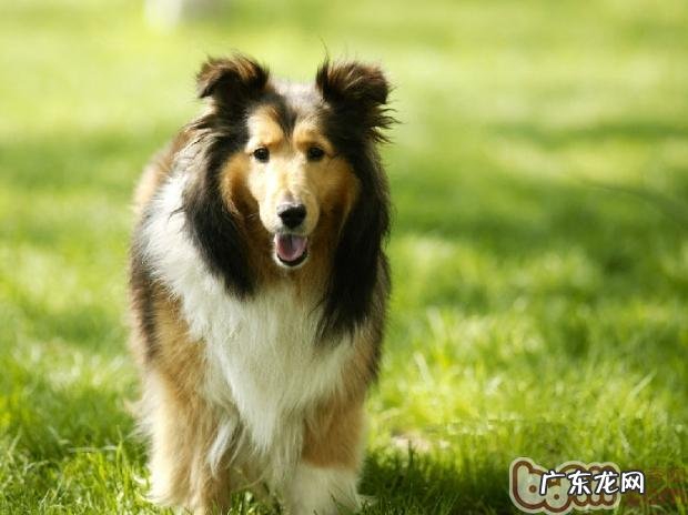 小狗胃肠病症的常见症状