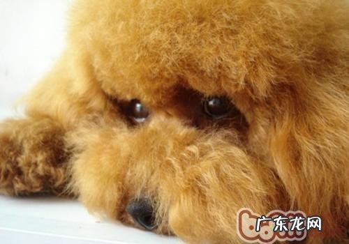 孕期小狗喂养频次的调节