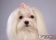 造成小狗干眼病的十种缘故