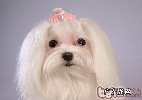 造成小狗干眼病的十种缘故