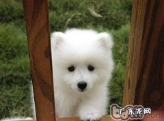 如何正确精确测量狗狗体温