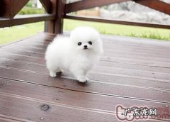 博美除毛状况剖析