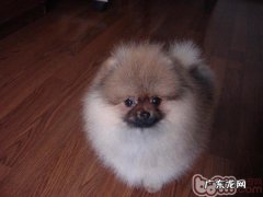 博美咳嗽的症状差别