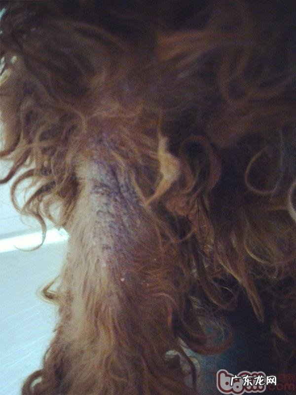 五 犬常见的皮肤病马拉色菌过敏性皮炎