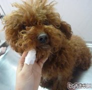 五 犬常见的皮肤病马拉色菌过敏性皮炎