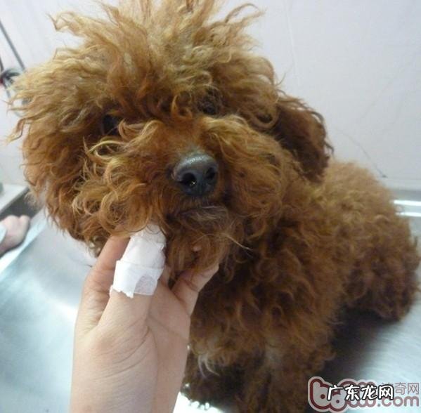 五 犬常见的皮肤病马拉色菌过敏性皮炎